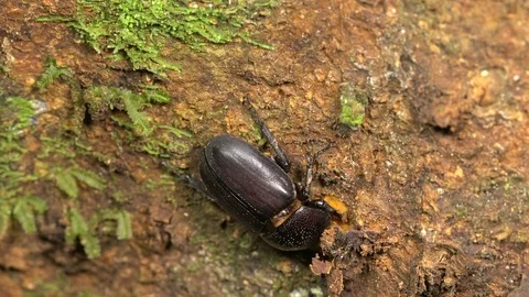 Beetle biting through the bark of a tree Stock Footage