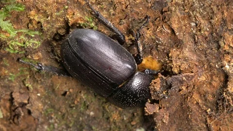 Beetle biting through the bark of a tree Stock Footage 71212348