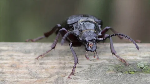 Beetle Black barbel Stock Footage 82441446