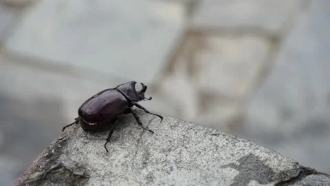A beetle black beetle walking on the ground Video stock 137220455