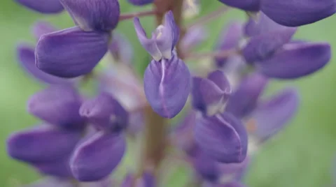 Beetle on blue flower from the bottom up 库存影片 39306902