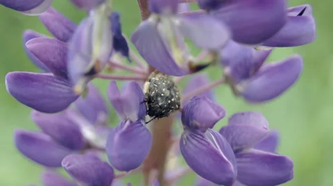 Beetle on blue flower Video stock 39306830