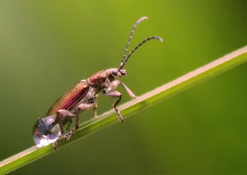 Beetle on a branch with drops Foto stock