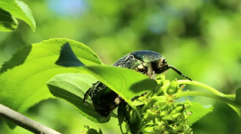 Beetle on a branch with leaves Stock Footage 24739793