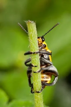 Beetle on branch Stock Photos