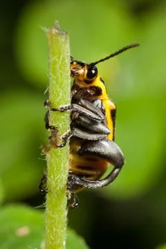 Beetle on branch Stock Photos