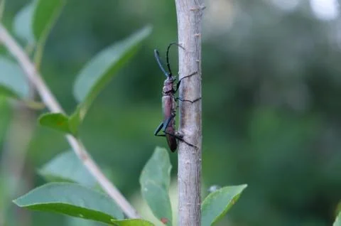 Beetle on a branch Stock Photos