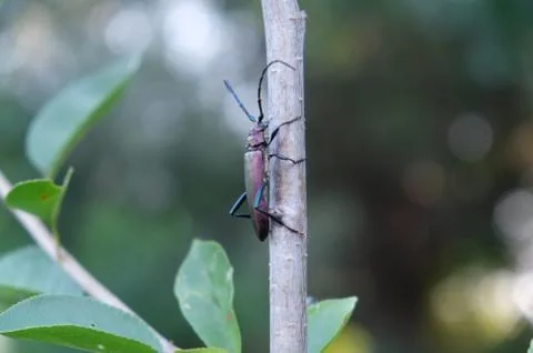 Beetle on a branch Stock Photos