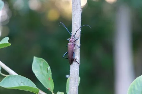 Beetle on a branch Stock Photos