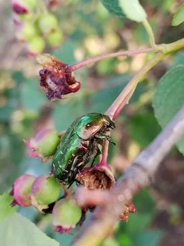 Beetle on a branch Stockfoto's
