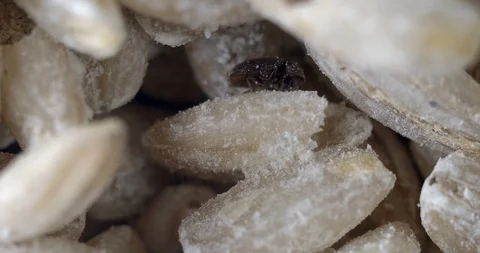 Beetle bread grinder HD 動画素材 125467774