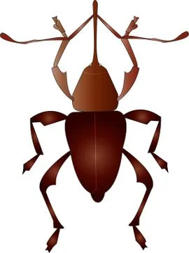 Beetle brown Stock Illustration