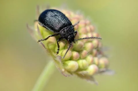 The beetle on a bud Stock Photos