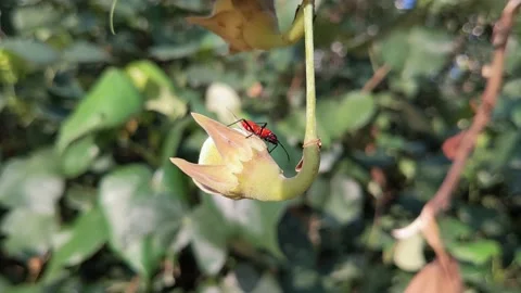 Beetle bug climbs on a flower Stock Footage 143914838