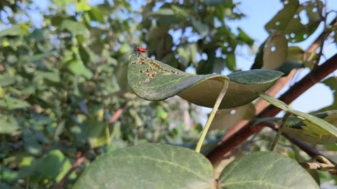 Beetle bug climbs on a leaf Stock Footage 143914793