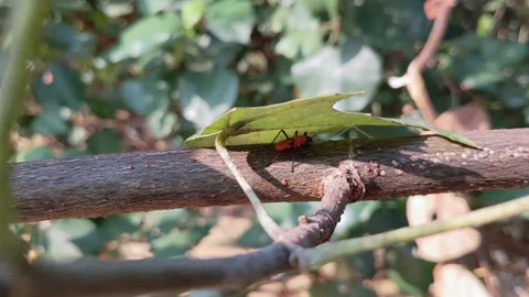 Beetle bug climbs on a leaf 库存影片 143915022