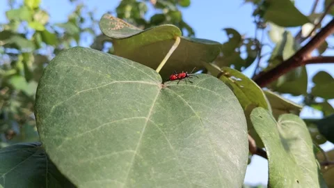 Beetle bug climbs on a leaf Stock Footage 143915158