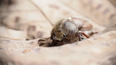 Beetle bug on dry autumn leaves being still, moving slightly Stock Footage 95963234