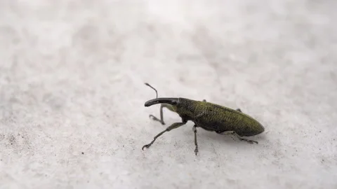 Beetle bug Vidéo 154599320