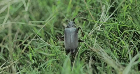 Beetle Bug in the grass Stock Footage 241520368