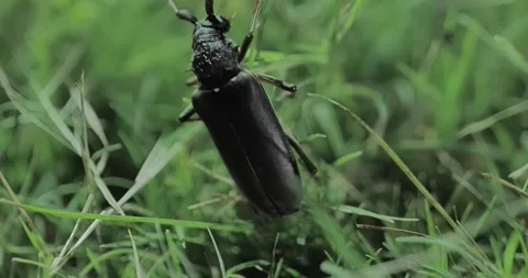 Beetle Bug in the grass Video stock 241520847