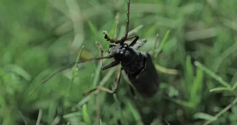 Beetle Bug in the grass Video stock 241521168