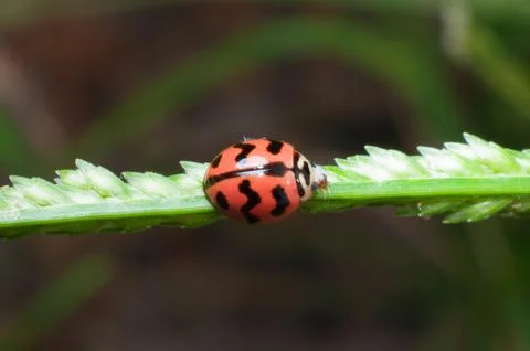 Beetle bug on green grass flower Fotos Stock