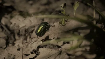 Beetle Bug Insect On Dry Leaves, Macro, 4K Stock Footage 86055763