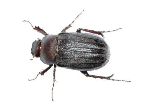 Beetle bug isolated in white Stock Photos