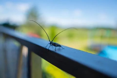 Beetle bug with long antennae on railing close up Stock Photos
