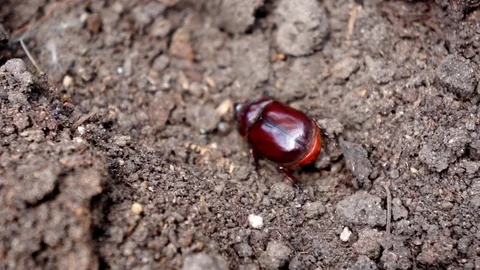 Beetle bug. Nature Stock Footage 76308815
