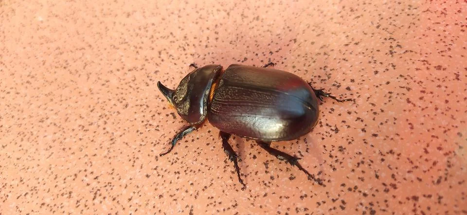 Beetle bug Stock Photos