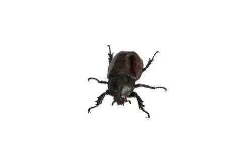 Beetle bug Stock Photos