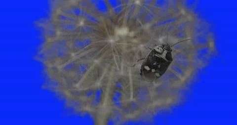 Beetle bug rapeseed Vidéo 165900527