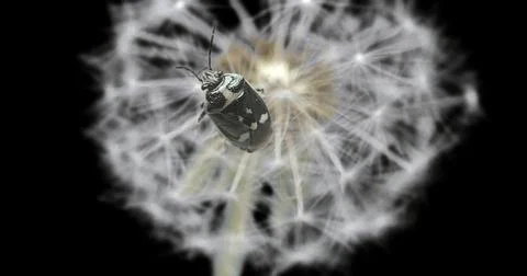 Beetle bug rapeseed Stock Photos