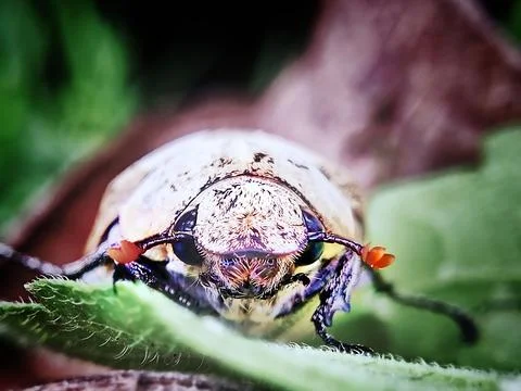 A Beetle bug walking on the leaves Stock Photos
