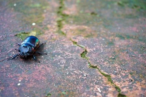 Beetle bugs with copy space Stock Photos