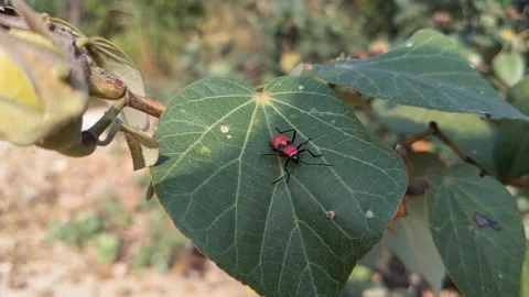 Beetle bugs eat flowers Stock Footage 144461314