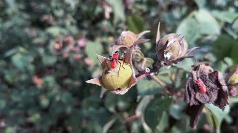 Beetle bugs eat flowers 스톡 동영상 144461336