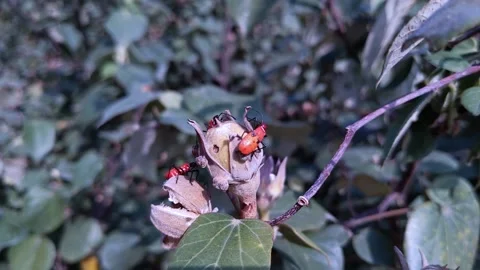 Beetle bugs eat flowers Stock Footage 144461337