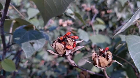Beetle bugs eat flowers Stock Footage 144461355