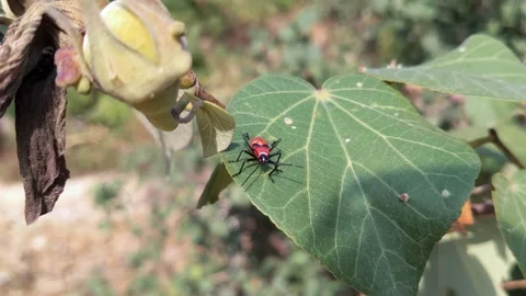 Beetle bugs eat flowers Stock Footage 144461379