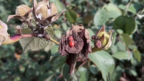 Beetle bugs eat flowers Stock Footage 144461409