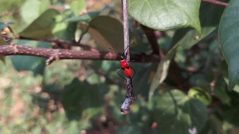 Beetle bugs eat flowers Stock Footage 144461529
