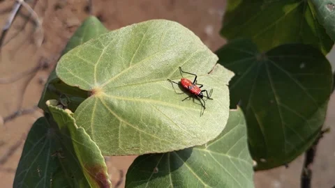 Beetle bugs eat flowers Stock Footage 144461536