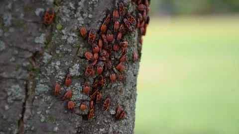 Beetle bugs Pyrrhocoris apterus. Many firebugs on a tree Video stock 118255201