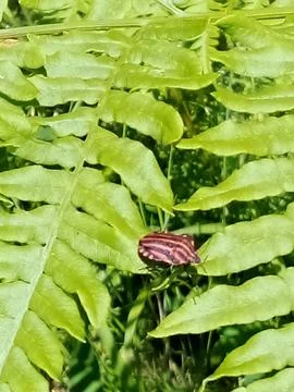 Beetle on the bushes Foto stock