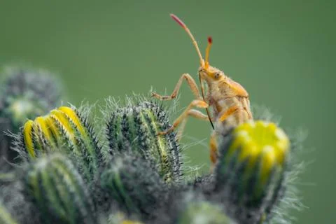 Beetle on a cactus. Green bug on a large cactus. Macro. Mustache. Stock Photos