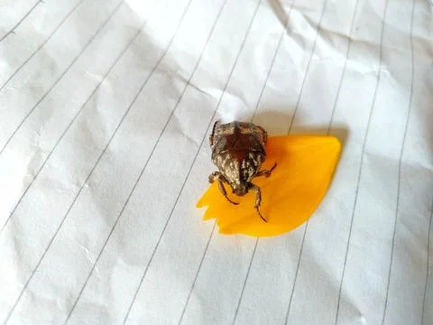 Beetle cafer on background white Stock Photos