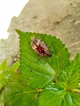 Beetle cafer Stock Photos